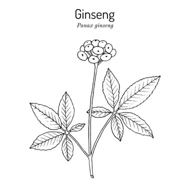 Ginseng Panax ginseng , medicinal plant