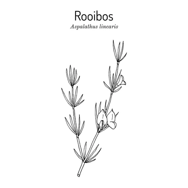 Rooibos Aspalathus linearis, ou planta de chá de arbusto —  Vetores de Stock