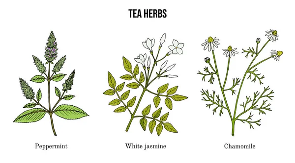 Conjunto de diferentes plantas de té — Vector de stock