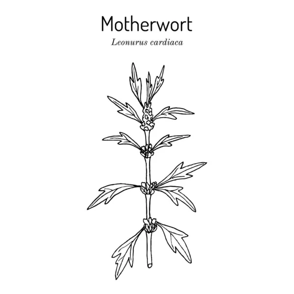 Motherwort Leonurus cardiaca , or throw-wort, lions ear, medicinal plant — Stock Vector