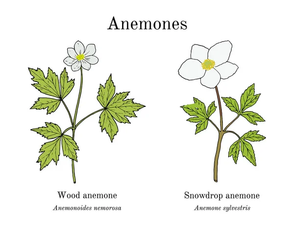 Wood and snowdrop anemone, set of medicinal plants — Image vectorielle