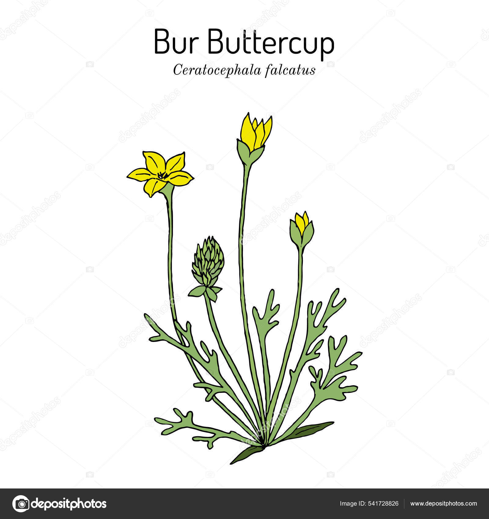 Bur buttercup Ceratocephala falcatus , or curveseed butterwort