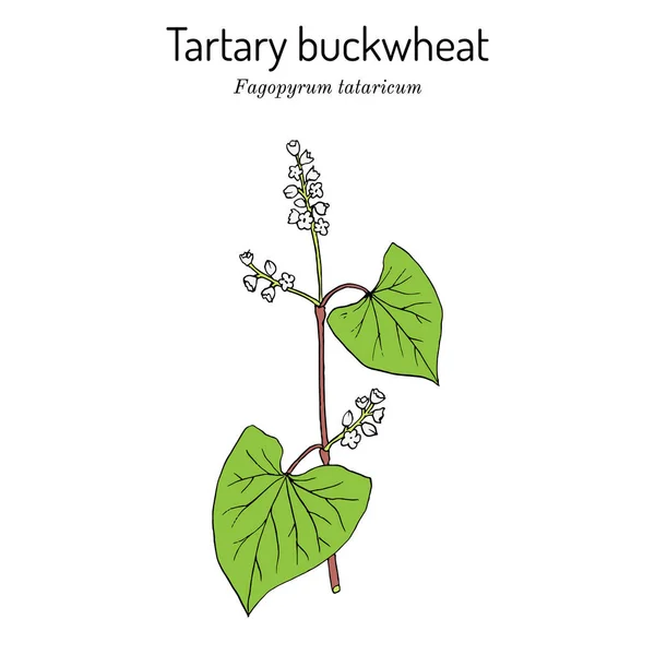 Tartaria alforfón Fagopyrum tataricum, planta comestible y medicinal — Vector de stock