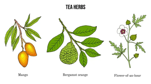 Farklı çay bitkileri. — Stok Vektör
