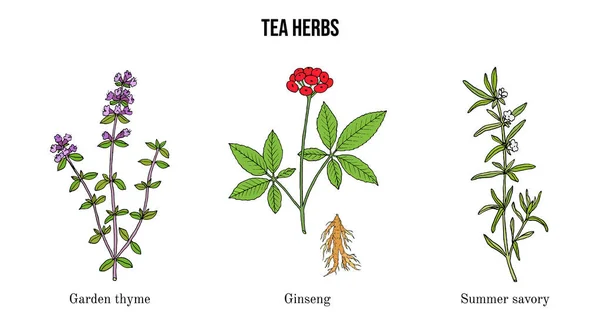 Set verschiedener Teepflanzen — Stockvektor