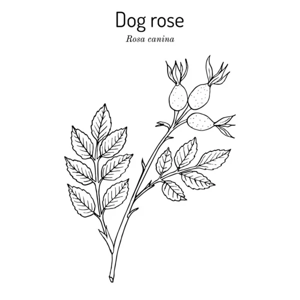 Cão rosa Rosa canina, planta medicinal — Vetor de Stock