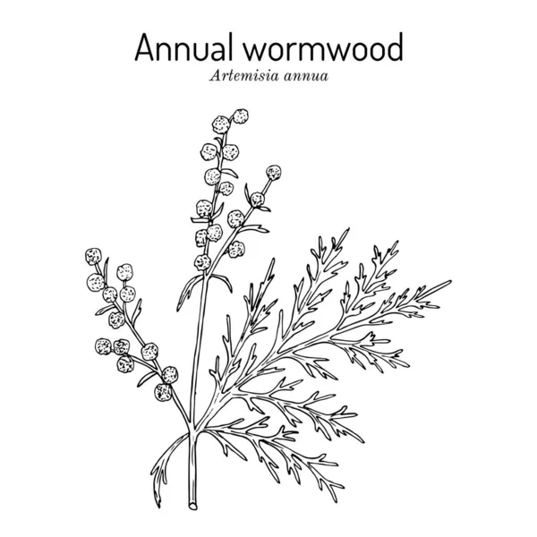 Einjähriger Wermut oder süßes Sagewort Artemisia annua, Heilpflanze — Stockvektor