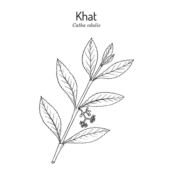 Khat or qat Catha Naquis,药用植物 — 图库矢量图片