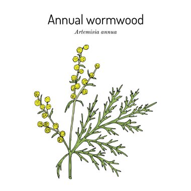 Yıllık pelin otu veya tatlı sagewort Artemisia annua, tıbbi bitki.