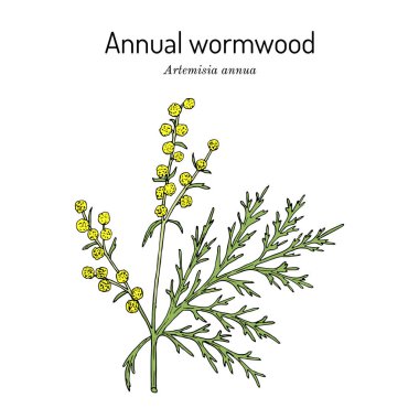 Annual wormwood or sweet sagewort Artemisia annua , medicinal plant clipart