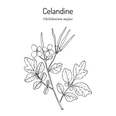Daha büyük Celandine Chelidonium majus, tıbbi bitki.