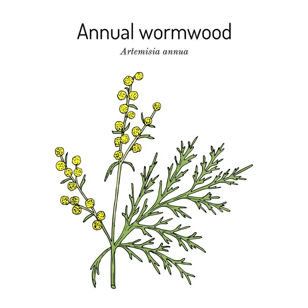 Ежегодный полынь или сладкий полынь Artemisia annua, лекарственное растение — стоковый вектор