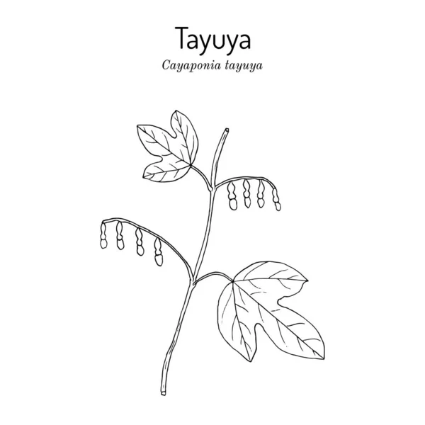 Tayuya Cayaponia tayuya , medicinal plant — Stock Vector