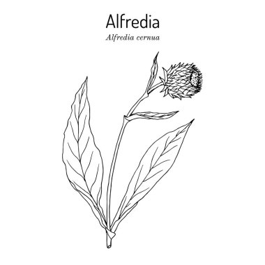 Alfredia cernua, tıbbi bitki. El çizimi vektör illüstrasyonu