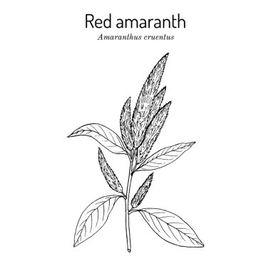 Kan, kırmızı veya mor amaranth Amaranthus cruentus, tıbbi bitki.