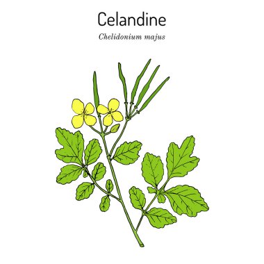 Daha büyük Celandine Chelidonium majus, tıbbi bitki.