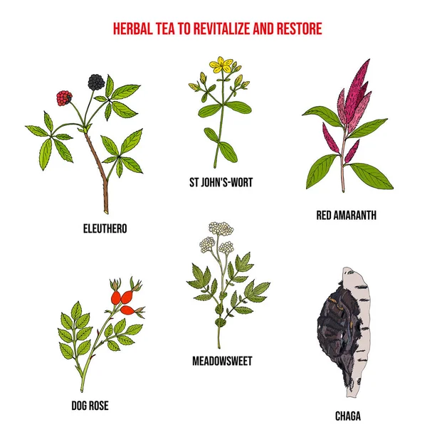 Bylinkový čaj pro revitalizaci a obnovu, sada léčivých rostlin — Stockový vektor