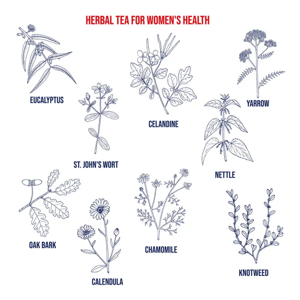 Té de hierbas para la salud de las mujeres — Vector de stock