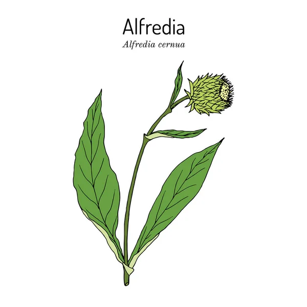 Alfredia cernua, planta medicinal. Ilustração vetorial desenhada à mão — Vetor de Stock