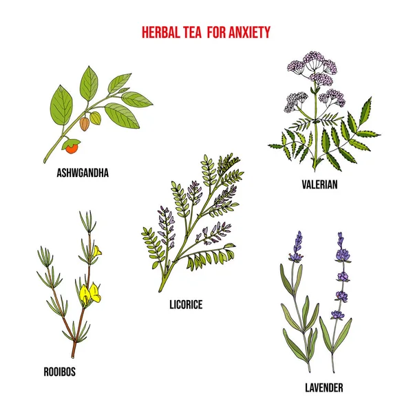 Té de hierbas para la ansiedad, conjunto de plantas medicinales. — Vector de stock