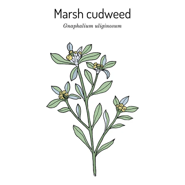 Marsh cudweed Gnaphalium uliginosum, planta medicinal —  Vetores de Stock