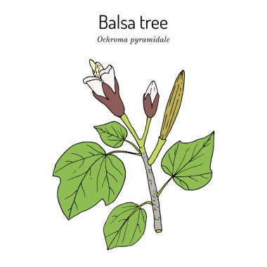 Balsa ağacı Ochroma piramidale, zehirli bitki