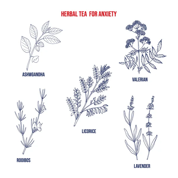 Té de hierbas para la ansiedad, conjunto de plantas medicinales. — Vector de stock