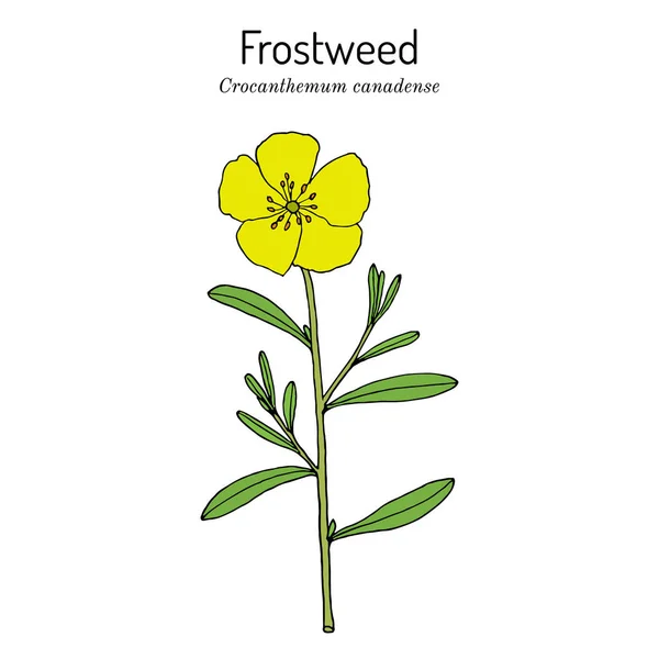加拿大Frostweed Helianthemum canadense,药用植物 — 图库矢量图片