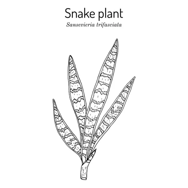 뱀 식물 또는 장모의 혀 Dracaena trifasciata, 장식 및 의학 식물 — 스톡 벡터