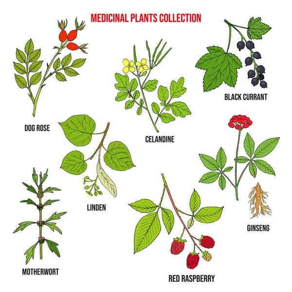Conjunto de diferentes plantas medicinales Ilustraciones De Stock Sin Royalties Gratis