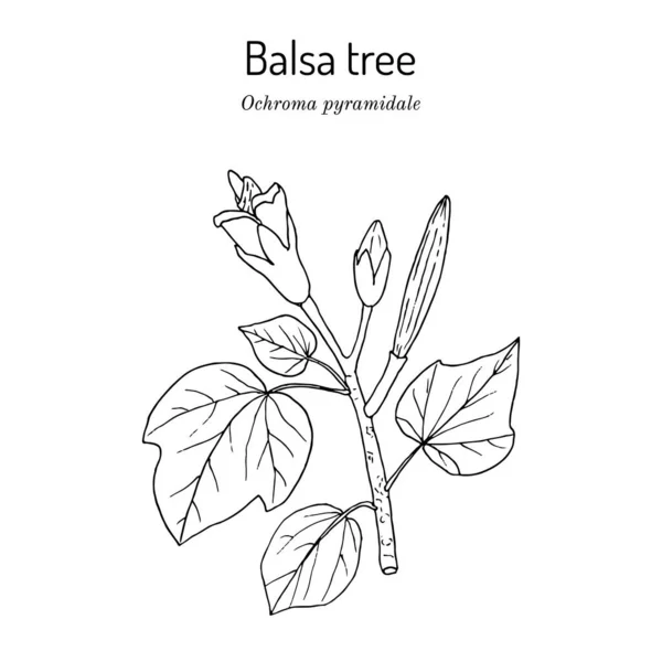 Balsa árbol Ochroma pyramidale, planta venenosa — Vector de stock