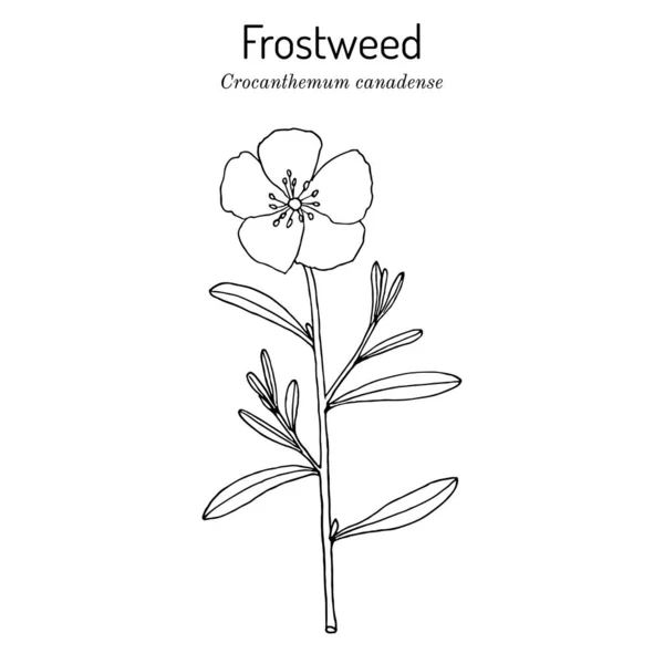 Canadá frostweed Helianthemum canadense, planta medicinal — Vetor de Stock