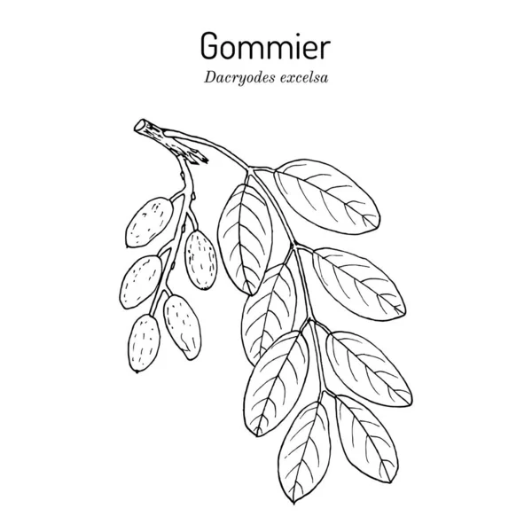 Gommier, kaarsenhout of tabonuco Dacryodes excelsa, geneeskrachtige planten — Stockvector