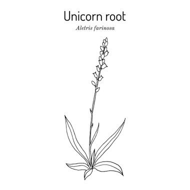Tek boynuzlu at kökü ya da karga mısırı Aletris farinosa, tıbbi bitki.