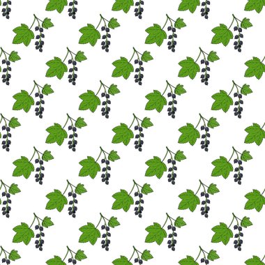 Siyah frenk üzümlü kusursuz desen, tıbbi bitki.