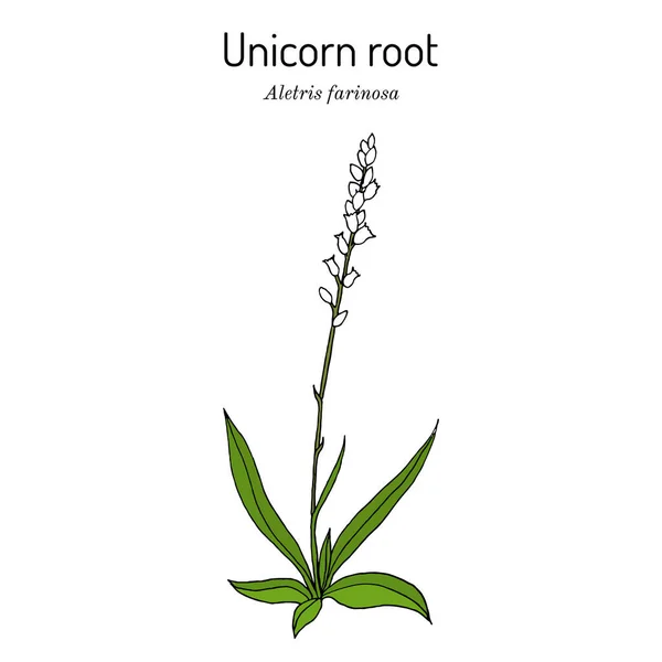 Raíz de unicornio, o maíz cuervo Aletris farinosa, planta medicinal Vectores De Stock Sin Royalties Gratis