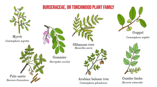 Las Burseraceae, o colección de la familia de las plantas de torchwood — Archivo Imágenes Vectoriales