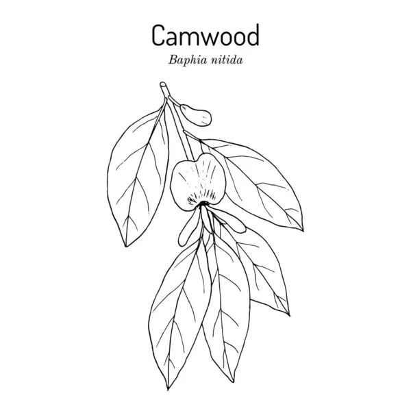 Camwood Baphia nitida, medicinale plant — Stockvector