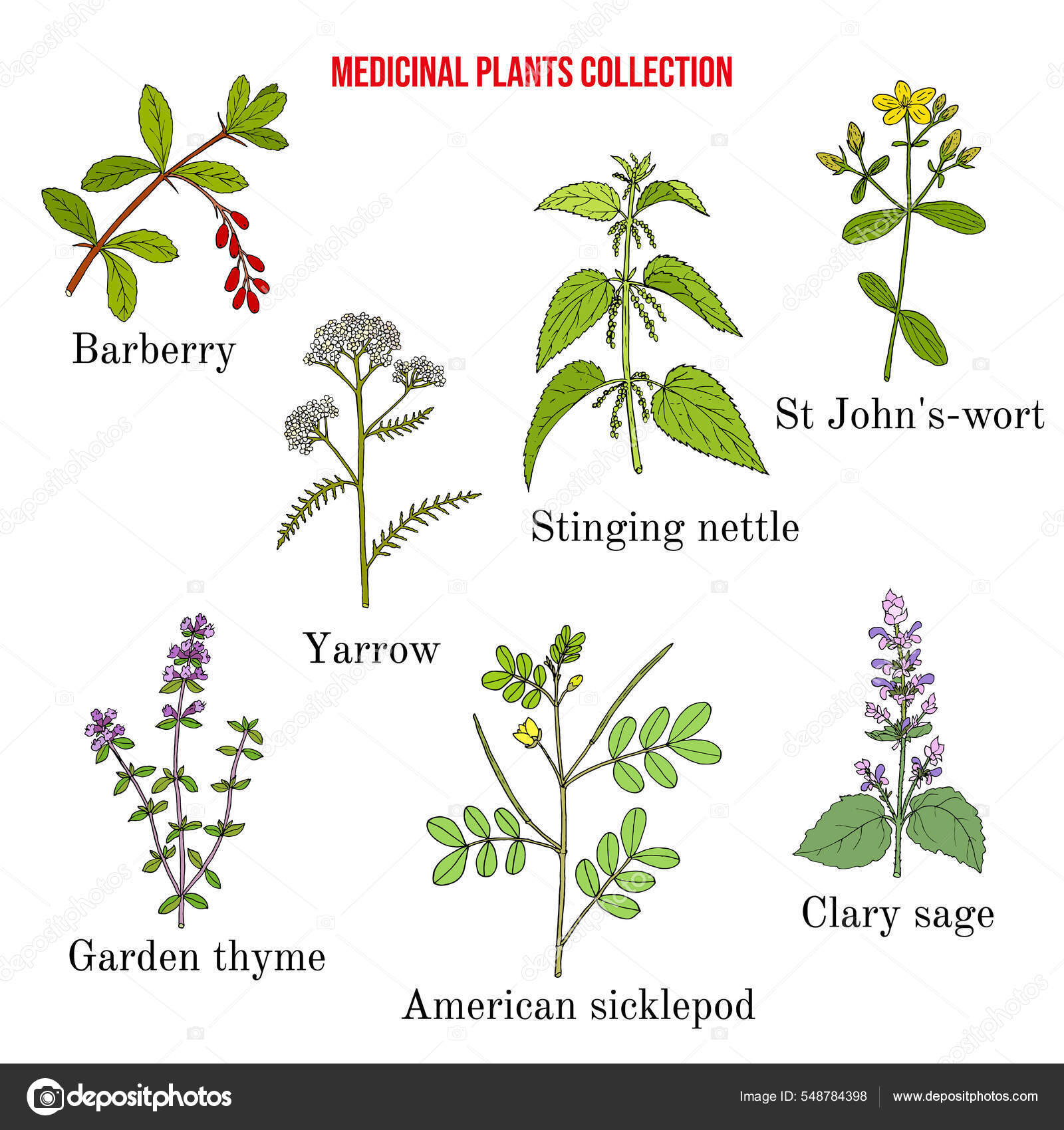 Set of different medicinal plants Stock Vector by ©Foxyliam 548784398