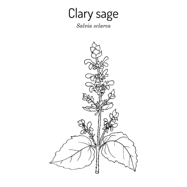 Clary sage Salvia sclarea, planta medicinal — Vetor de Stock