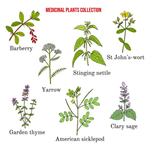Набор лекарственных растений — стоковый вектор