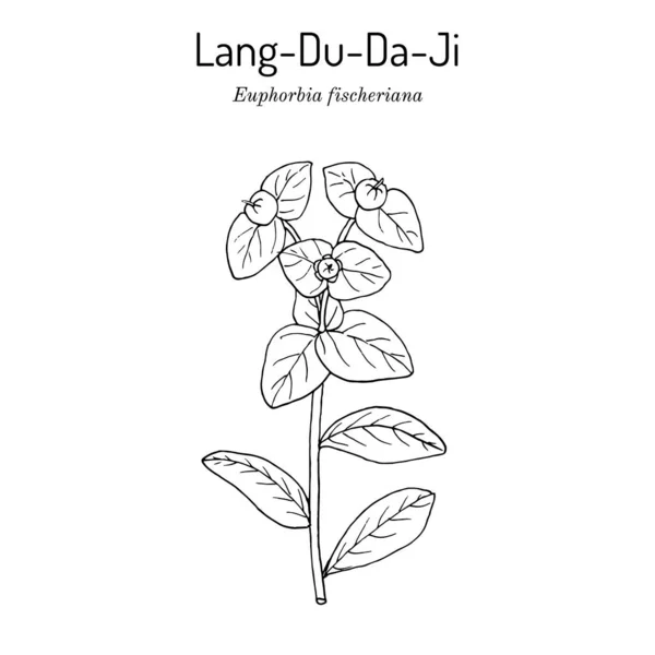 Lang-Du-Da-Ji Euphorbia fischeriana, planta medicinal. —  Vetores de Stock