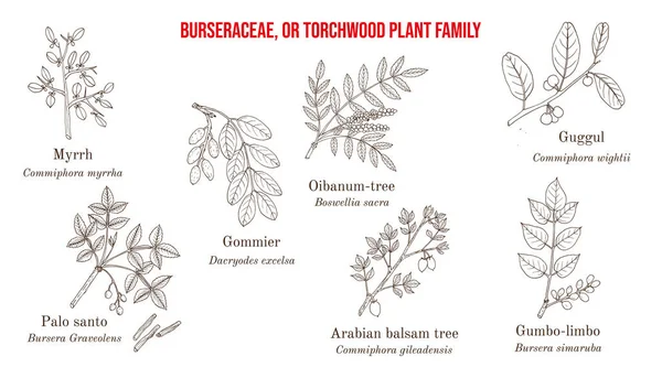 The Burseraceae, or torchwood plant family collection — Stock Vector