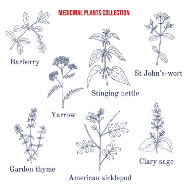 Set of different medicinal plants clipart