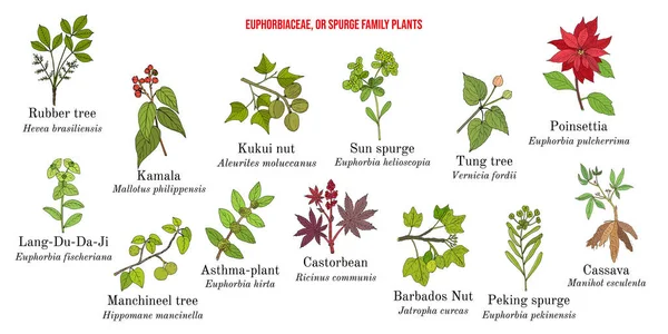 La colección de la familia Euphorbiaceae, o spurge — Archivo Imágenes Vectoriales