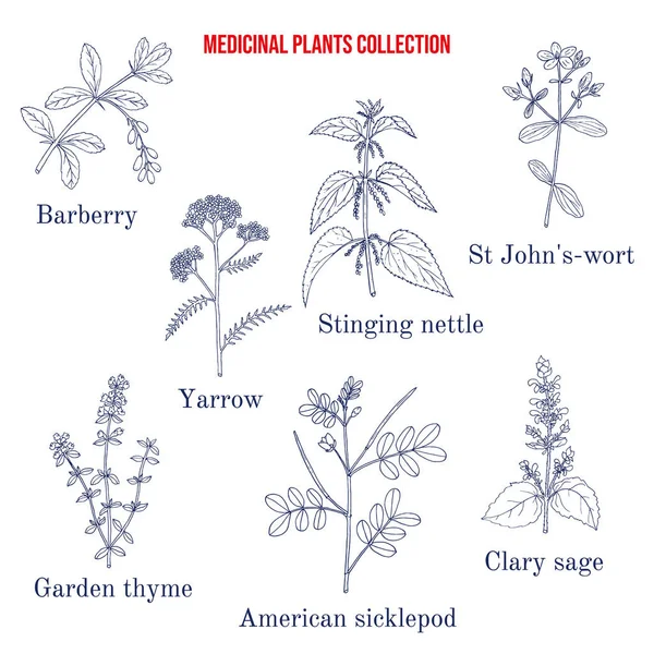 Set of different medicinal plants — Stock Vector