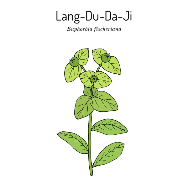 Lang-Du-Da-Ji Euphorbia fischeriana, roślina lecznicza. Ilustracje Stockowe bez tantiem