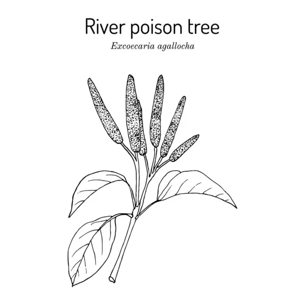 Árbol venenoso del río, o manglar ciego Excoecaria agallocha, planta medicinal Ilustraciones De Stock Sin Royalties Gratis