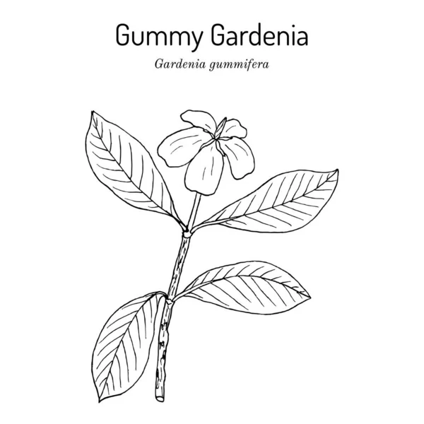 Gummy gardenia Gardenia gummifera, лекарственное растение Векторная Графика