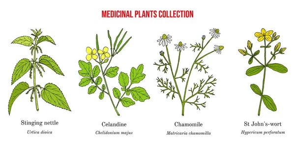 Conjunto de diferentes plantas medicinales — Archivo Imágenes Vectoriales